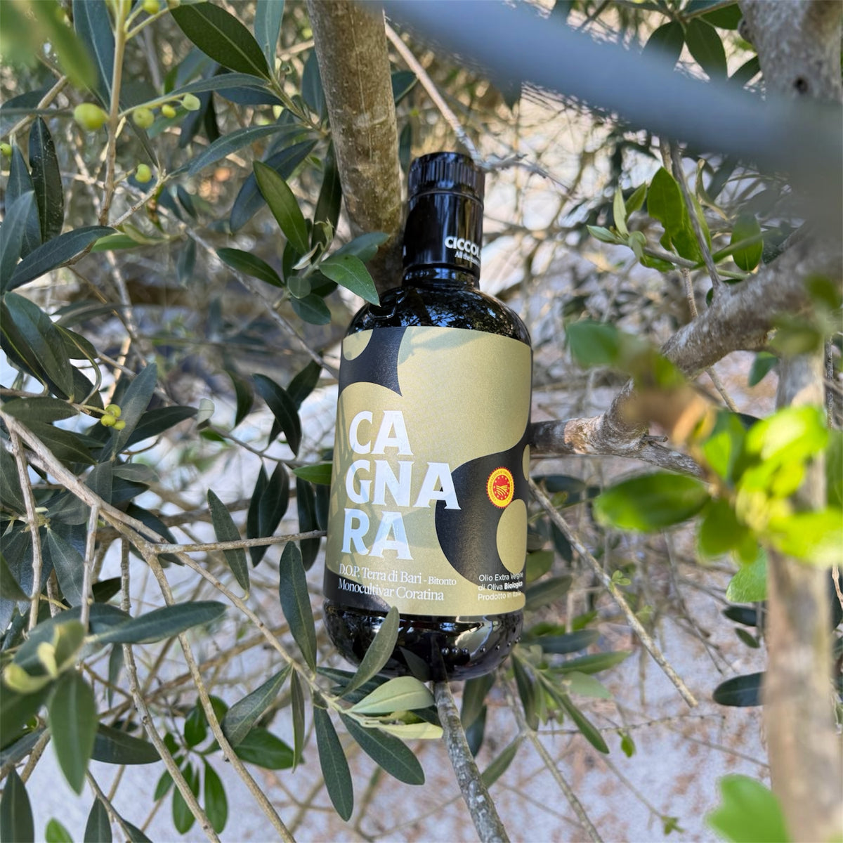 Huile d'olive Bio Cagnara